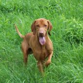 ...bazant bol medzi mnou a nim :-)