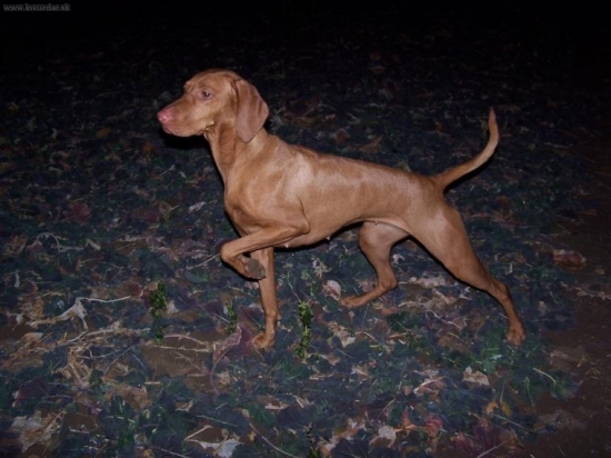 vystavujem srnecky...len keby nebola taka .... tma... :-)