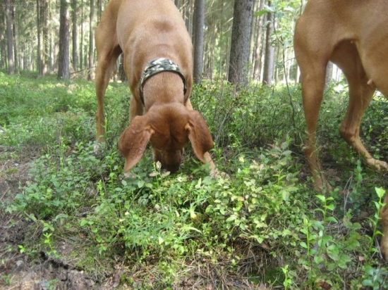 ...tak schvalne, kto uhadne, co robi tato pizla :-))