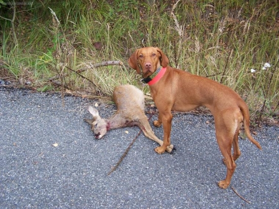 ...toto sme nasli v priekope pri ceste :-(