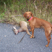 ...toto sme nasli v priekope pri ceste :-(