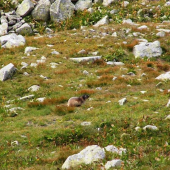 ...skoro sme ho nenasli :-)