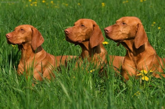 ...dcera, syn, otec..foto:M.Stepanovsky