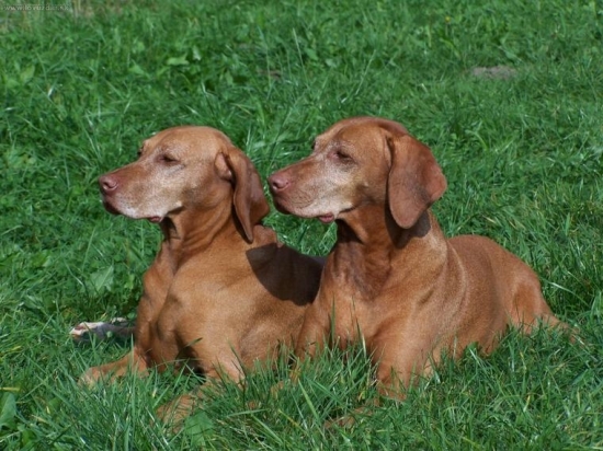 ...sestry babicky...Diba a Danubia...