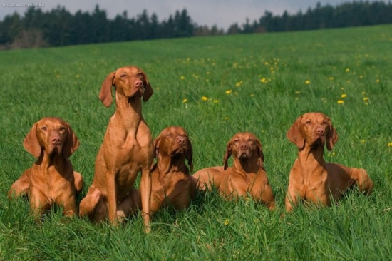 rodina :-)), foto:M.Stepanovsky