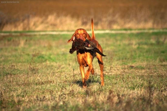 ...no  vidis, a ani to nebolelo :-))