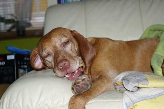 ...aj pes moze vyzerat ako magor...:-DD