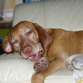 ...aj pes moze vyzerat ako magor...:-DD