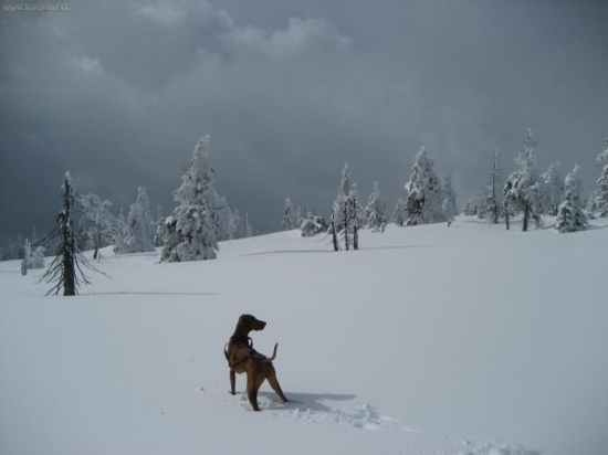 ...tazna vyzla :-) v Krkonosiach...v sobotu...