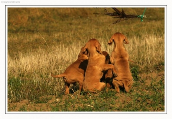 ...ktovie, co to tu len lieta...foto:M.Stepanovsky