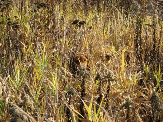 ...dobre sa maskujem? :-)
