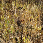 ...dobre sa maskujem? :-)