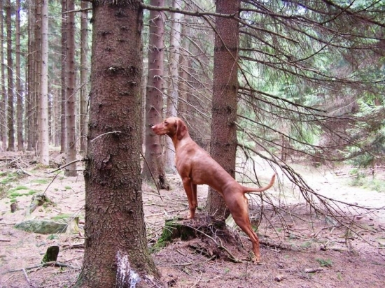 ...teraz ich konecne aj vidim... :-)