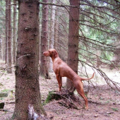 ...teraz ich konecne aj vidim... :-)