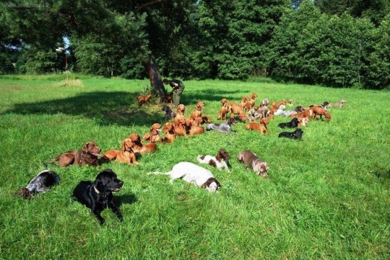 ...vycvikovy tabor Luckovice...raj pre polovnych psov :-)