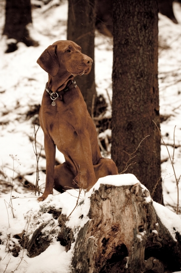 ked vyzla pooozuje :-))