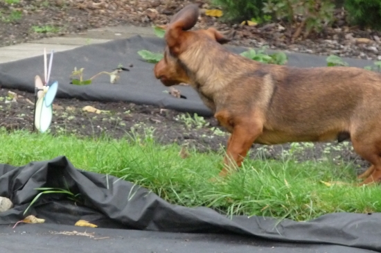 Tak toto jsem před Erikou tajil.Nwechtěl jsem ji ublížit.Potomek po Kazánkovi je re