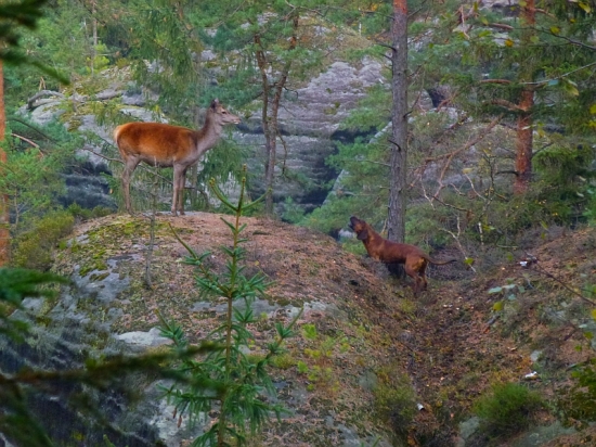 Asi ta nejlepší!!!