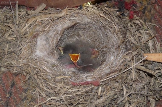 Na kazatelně je nájemník.