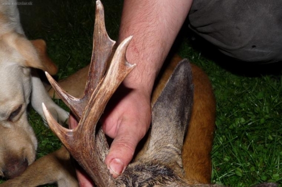 Podrobnější fotka maturitního srnce