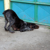 Tyjo-je tam pachatel a nebo ne???