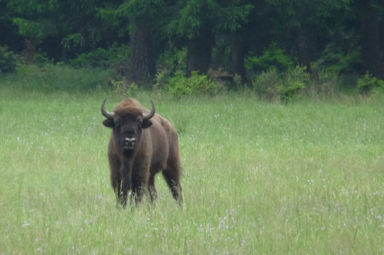 Tak co?? Mám tě prohnat????