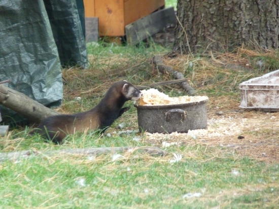 Chutí aj mě!! Kačice mají smolu:::)))))