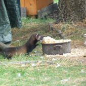 Chutí aj mě!! Kačice mají smolu:::)))))