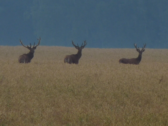 Tak klucí pozor!!! Za chvilku to začíná.....