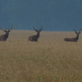 Tak klucí pozor!!! Za chvilku to začíná.....