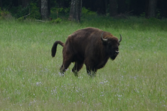 Sakra,ani vyložit se v klidu nemohu......