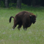 Sakra,ani vyložit se v klidu nemohu......