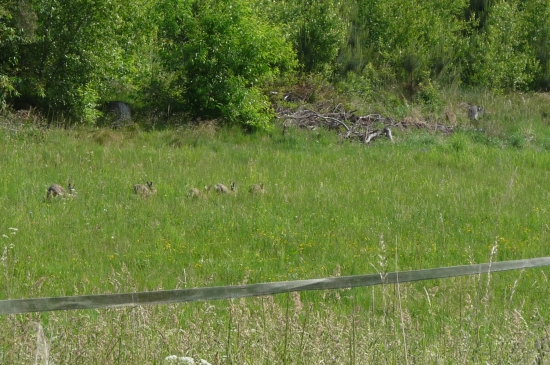 Zaječí cvičení:)))))