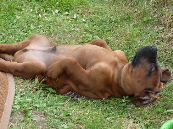 Snad tu kůži někdy naplním.....