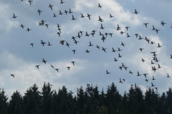 Létají nám pěkně.