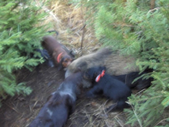 Zadržení postřelené černé zvěře.