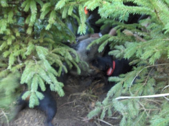 Tato fotka bude snad lepší.