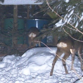 Ještě nějaké srnčí.Pak snad také budou prasata.