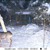Ještě nějaké srnčí.Pak snad také budou prasata.