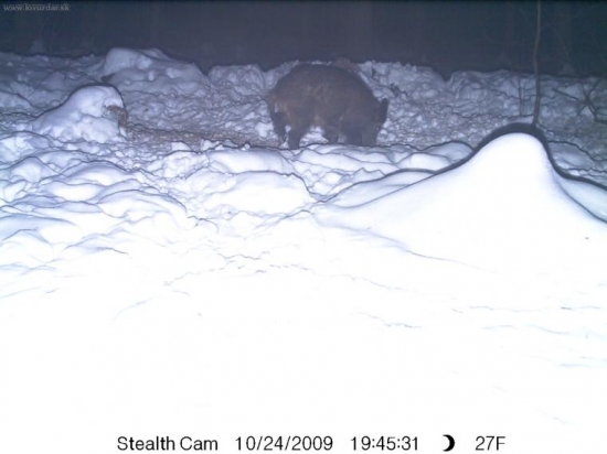 První prasátko na pasti