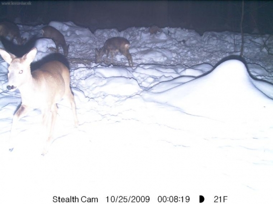 Srnčí jde vždy dřív.Není to ovšem jistota.