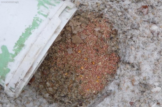 U plechového palpostu se krmí mořeným jádrem.