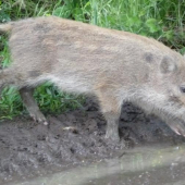 Jo,že mám rýt hlouběji...