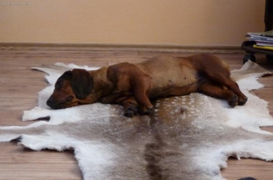 jejej,to to hřeje a páníček je v nedohlednu....