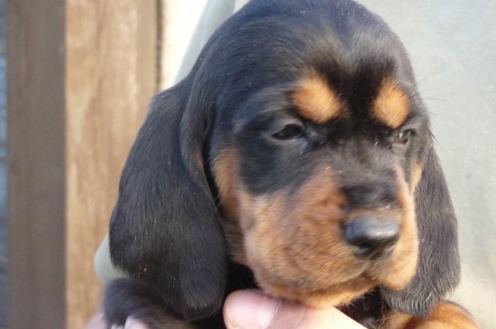 Náš přírustek.Pátý pejsek.Bertička