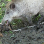 Počkej-ty ńa sr..t nebudeš!!!