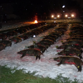 Nedělní se slíděním.