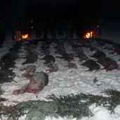 Povedená úterní naháňka.36 kusú černé.