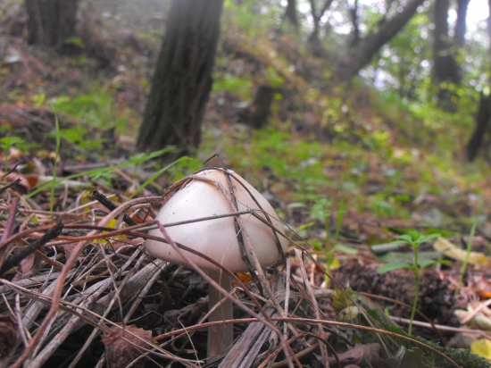 pomaličky rastiem...