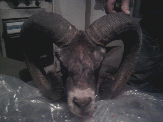 bratrancov zlatý (218b C.I.C.)